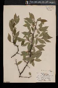 Prunus pensylvanica image