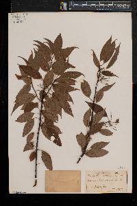 Prunus pensylvanica image