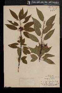 Prunus pensylvanica image