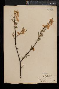 Prunus pensylvanica image