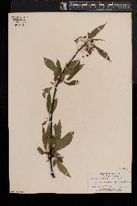 Prunus pensylvanica image