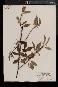 Prunus pensylvanica image