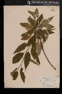 Prunus pensylvanica image