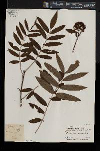 Sorbus americana image