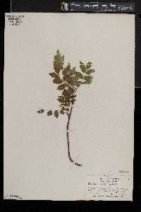 Sorbus americana image