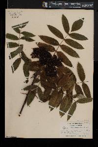 Sorbus americana image