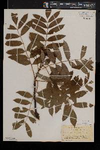 Sorbus americana image