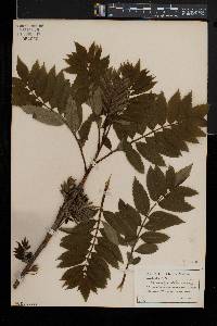 Sorbus americana image