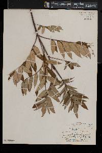 Sorbus americana image