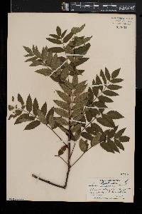 Sorbus americana image