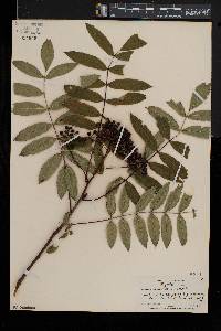 Sorbus americana image