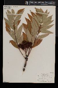 Sorbus americana image