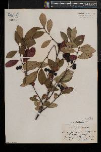 Aronia × prunifolia image