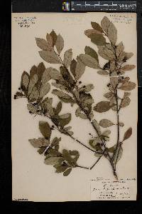 Aronia × prunifolia image