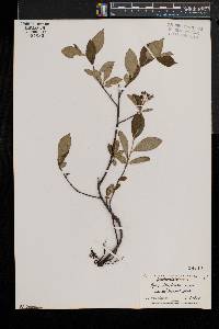 Aronia × prunifolia image