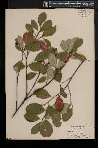 Aronia × prunifolia image