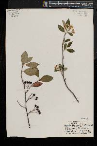 Aronia × prunifolia image