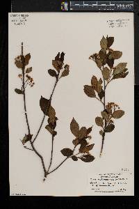 Aronia melanocarpa image