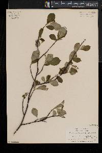 Aronia melanocarpa image