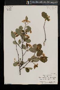 Aronia melanocarpa image