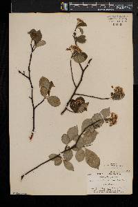 Aronia melanocarpa image