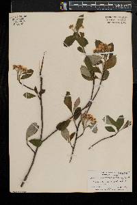 Aronia melanocarpa image