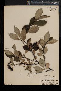 Aronia melanocarpa image