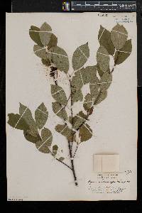 Aronia melanocarpa image