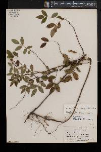 Rosa carolina subsp. subserrulata image