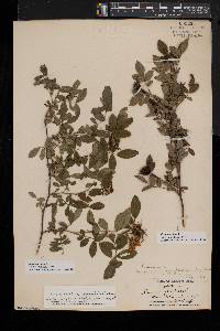 Rosa carolina subsp. subserrulata image