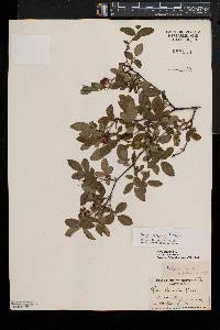 Rosa virginiana image