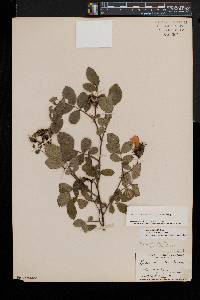 Rosa carolina subsp. carolina image