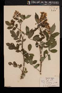 Rosa multiflora image