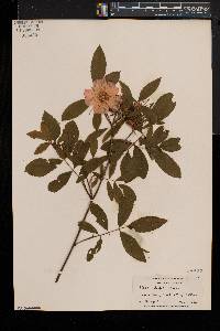 Rosa palustris image