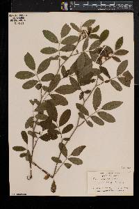 Rosa palustris image