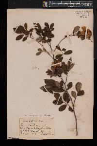 Rosa palustris image