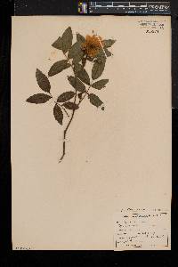 Rosa palustris image