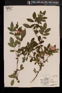 Rosa palustris image