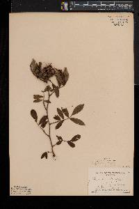 Rosa palustris image