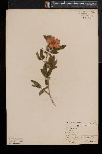 Rosa palustris image