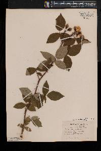 Rosa setigera image