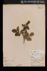 Rosa virginiana image