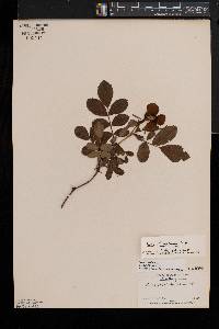 Rosa virginiana image