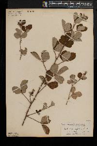 Rubus cuneifolius image