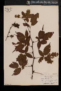 Rubus canadensis image