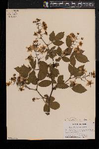 Rubus canadensis image