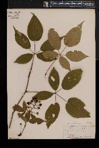 Rubus canadensis image