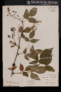 Rubus canadensis image