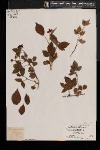 Rubus canadensis image