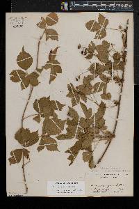 Rubus flagellaris image